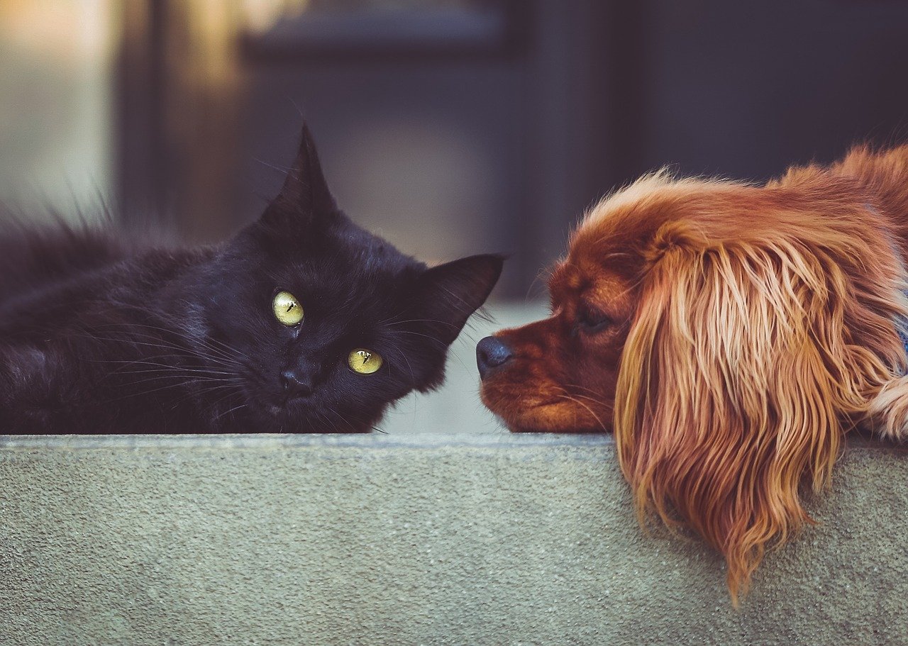 pesquisa relata 11 casos de animais doentes, em Londres, e aponta que os pets afetados ficaram bastante debilitados. (Foto: Pixabay)