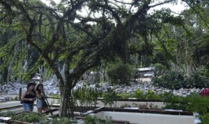 Ars Gratia Artis: Jardim Morto
