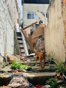 Moradores pedem resgate de 15 cães abandonados, após morte de tutor, no Complexo do Alemão