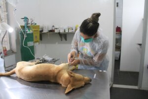 Prefeitura de São Gonçalo retoma pré-agendamento para castração de animais