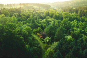Jornada ESG: União Europeia irá restaurar suas florestas