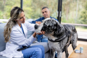 Consulta veterinária domiciliar é tendência no segmento