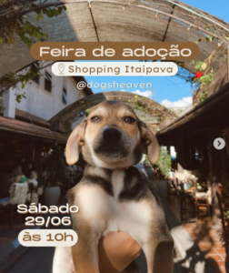 Feira de adoção de cães da Dog’s Heaven acontece neste sábado no Shopping Itaipava