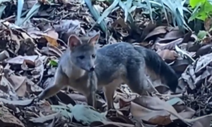 Cachorro-do-mato é flagrado no Parque Nacional da Tijuca