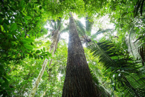 Seus Direitos: Meio ambiente II