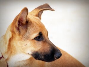 31 de julho é o dia do Vira-Lata: animais sem raça definida aguardam por adoção responsável