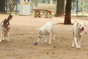 Dia Mundial Contra a Raiva: vacinação em todo país