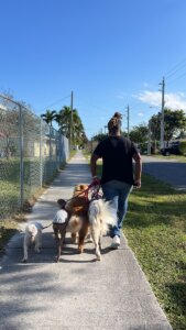 Caminhar auxilia a saúde Física e mental dos cães