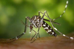 88% dos brasileiros confiam na vacinação contra a dengue, mas fake news impactam a imunização efetiva