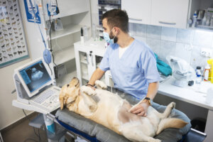 Diagnósticos por IA estão mais presentes na rotina dos veterinários