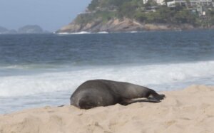 Lobo-marinho aparece descansando nas areias da Praia de Ipanema