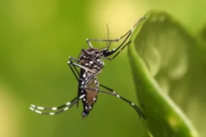 Seis Municípios de Sergipe Apresentam Alto Índice de Infestação pelo Aedes aegypti