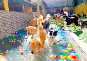 Daycare para cães