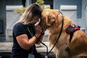 Cão de suporte emocional,  o que é e como auxilia no bem-estar humano