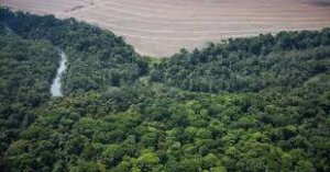 Seus Direitos: Meio ambiente I