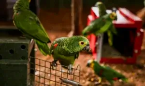 Polícia do Rio resgata 90 aves silvestres que seriam vendidas em feira