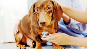 Imagem 1- Divulgação internet