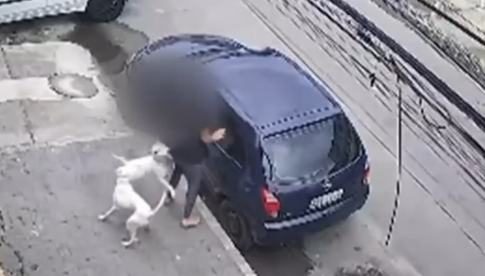 ataque-de-pitbulls-em-Realengo Foto; Jornal do Povo na Rua