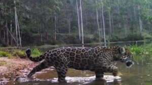 Novos registros da onça-pintada no RJ mostram o felino se refrescando em rio
