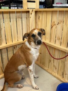 Bangu Shopping abre o ano com Campanha de Adoção Pet e incentiva adoção responsável 