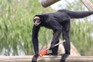 Verão ganha sabor no BioParque do Rio com picolés para animais do zoológico