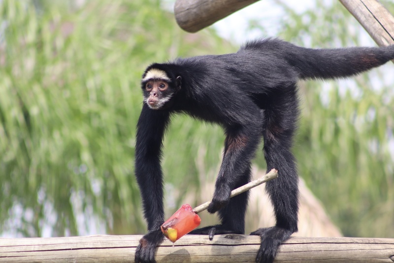 bioparque Divulgação