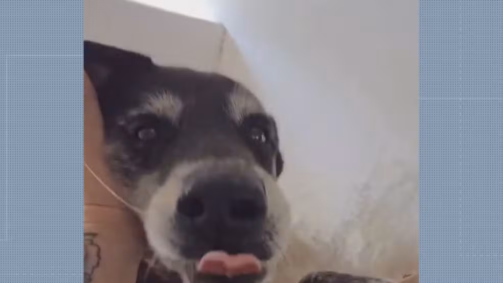 biriba Foto: Reprodução