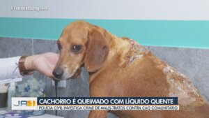 Cachorro comunitário sofre queimaduras graves após ser atingido por líquido em Goiânia
