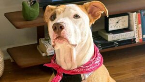 Estudos mostram como escutar música ajuda a acalmar algumas espécie de animais