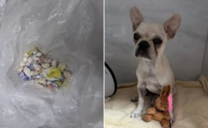 Cadela engole pedras de crack e caso termina com prisão de tutora