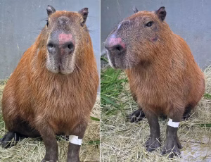 Justiça nega soltura de acusados de espancamento de uma Capivara na Zona Norte do Rio