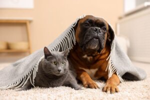 Frio pode causar dores nos pets? Saiba como proteger seu animal