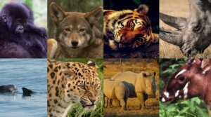 Atualização da lista de espécies ameaçadas denuncia perda da biodiversidade no planeta
