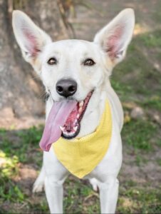 Campanha de adoção de cães e gatos desembarca no Shopping Leblon no último fim de semana do mês