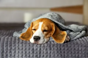 Pets podem sonhar com os seus donos; veterinário explica o porquê isso acontece