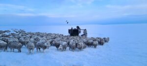 Frio extremo congela animais na Patagônia e reforça alerta sobre as mudanças climáticas