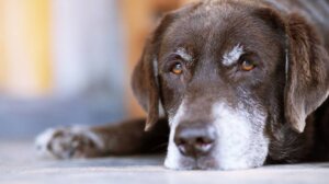 Envelhecimento de pets requer acompanhamento e cuidado preventivo 