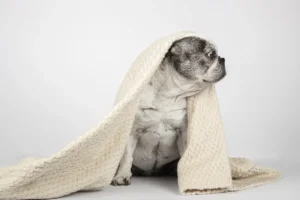 Inverno aumenta risco de doenças respiratórias em cães e gatos; veterinários orientam sobre prevenção