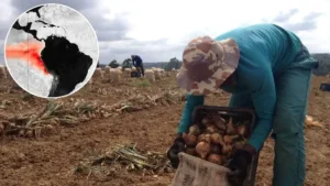 Super El Niño pode elevar preços de alimentos e minerais em mais de 15% no mundo