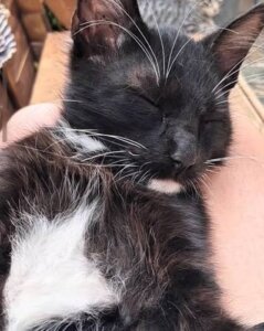 Morte cruel do gato Loki gera comoção e reforça pedido por investigação rigorosa e justiça