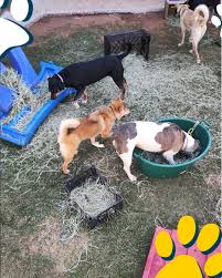 Brincadeira de pesca na água com os cães pode ajudar a reduzir o seu estresse e os estimular mentalmente