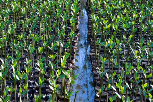 85 mil mudas plantadas pela Barra e Jacarepaguá trazem de volta os manguezais para as lagoas