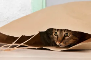 Tem um gato em casa? Veterinária ensina como “decifrar” hábitos do pet
