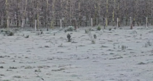 Frio extremo em Santa Catarina: termômetros chegam a -9,1°C na Serra