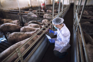 O papel do médico-veterinário na segurança alimentar
