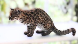 Pesquisador brasileiro lidera descoberta de nova espécie de felino na Bolívia