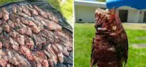Invasão do peixe-leão na Bahia ameaça biodiversidade marinha e coloca Abrolhos em alerta